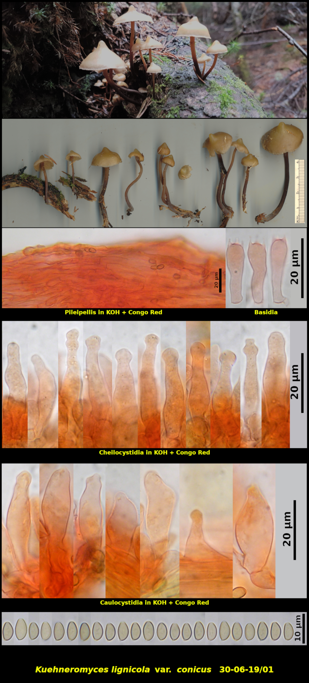 Picture of Kuehneromyces lignicola</i> var. <i>conicus</i>